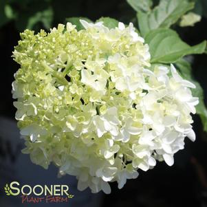 LITTLE LAMB HYDRANGEA